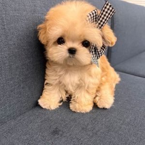 Nova the Shih Tzu Puppy for Sale – Lovely Charming Companion