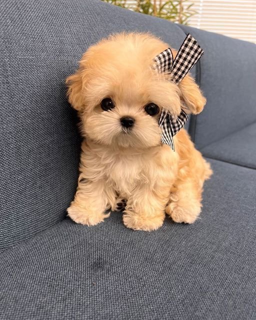Nova the Shih Tzu Puppy for Sale – Lovely Charming Companion