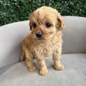 Cavapoo Puppy