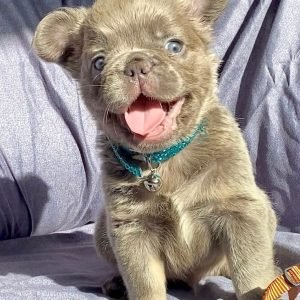 Buster the French Bulldog Puppy for Sale – Bold Happy Companion