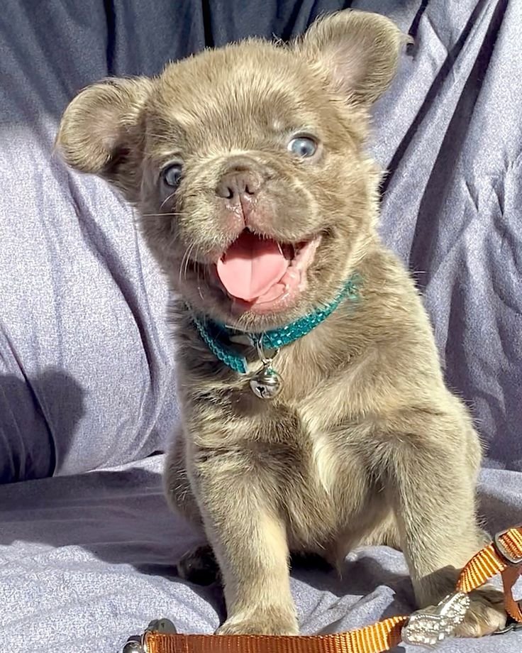 Buster the French Bulldog Puppy for Sale – Bold Happy Companion