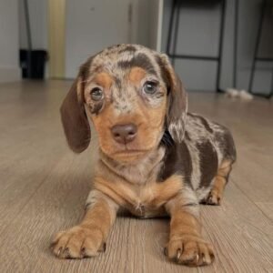 Dachshund Puppy