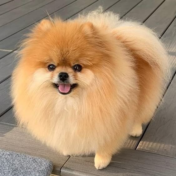 Nova the Pomeranian Puppy for Sale – Stunning Adorable Companion