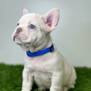 French Bulldog Puppy