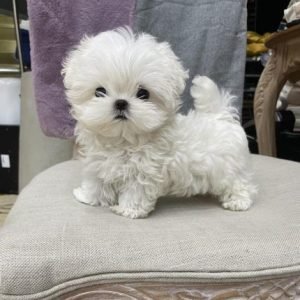 Bichon Frise