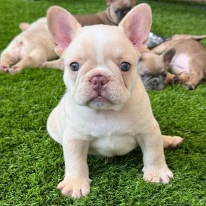 French Bulldog