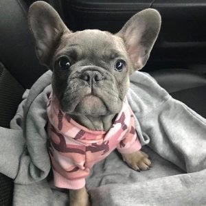 Tank the French Bulldog Puppy for Sale – Strong Brave Companion