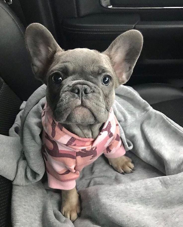 Tank the French Bulldog Puppy for Sale – Strong Brave Companion