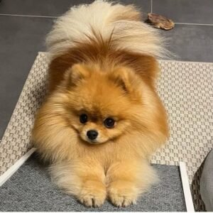 Zephyr the Pomeranian Puppy for Sale – Fluffy Adorable Companion