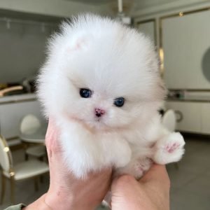 Pomeranian