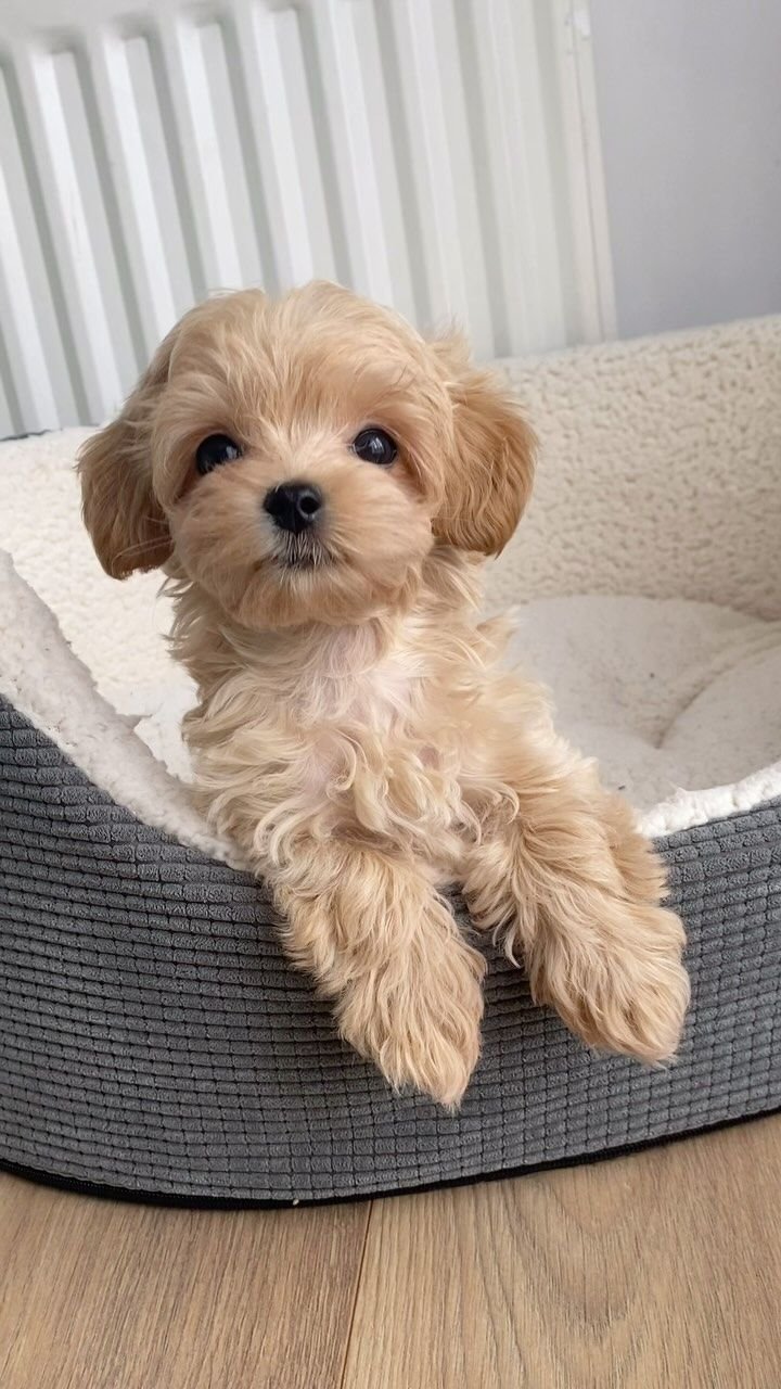 Maltese Puppy