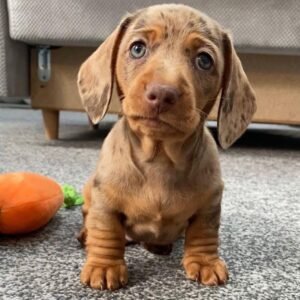 Dachshund Puppy