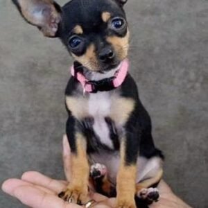 Chihuahua Puppy