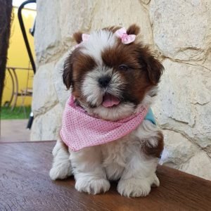 Shih Tzu