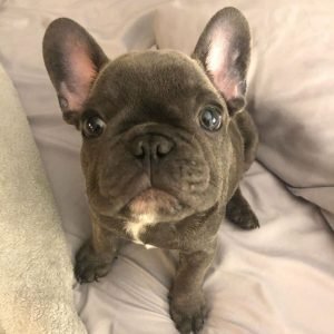 French Bulldog Puppy