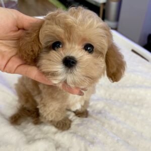 Maltipoo Puppy
