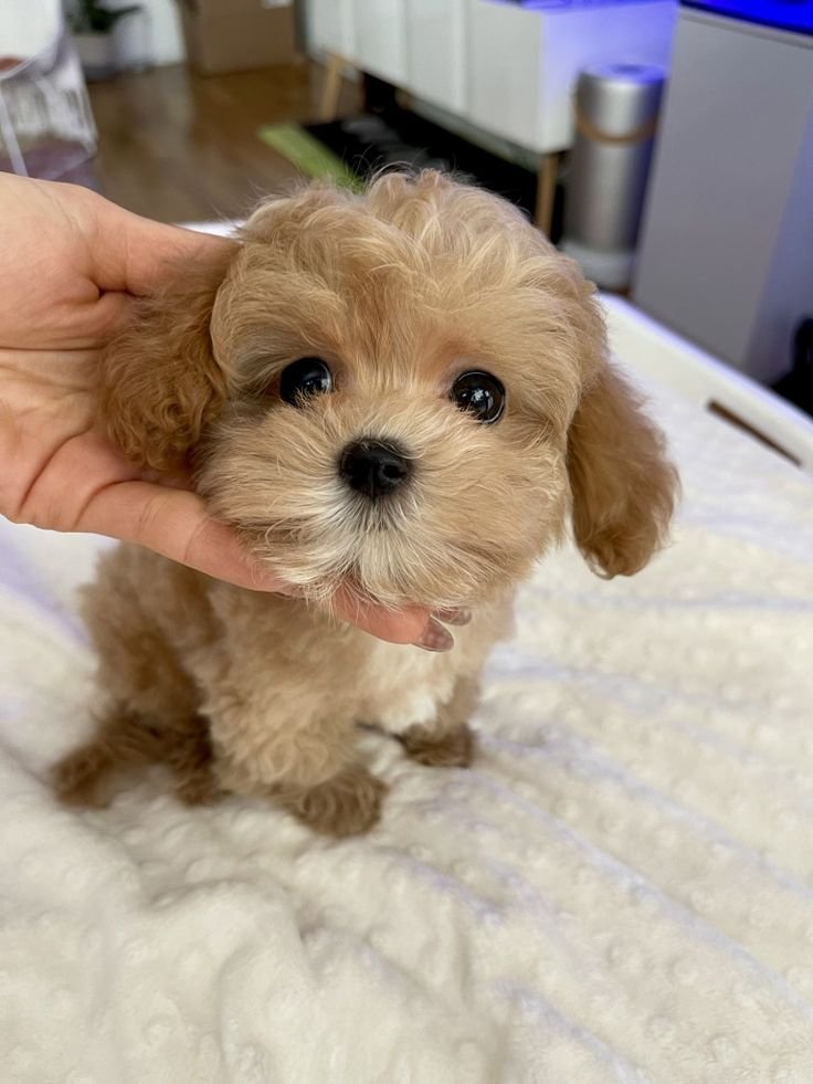 Maltipoo Puppy