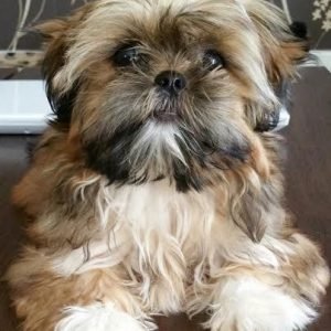 Whimsy the Shih Tzu Puppy for Sale – Delightful Adorable Companion