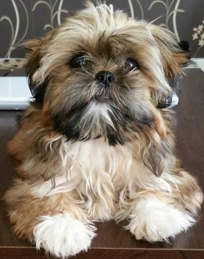 Whimsy the Shih Tzu Puppy for Sale – Delightful Adorable Companion