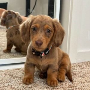 Dachshund Puppy