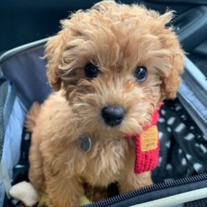Finn the Cavapoo Puppy for sale – Charming Loving Companion