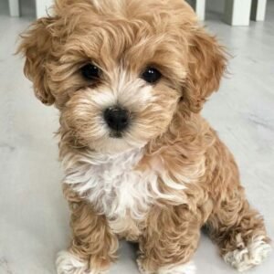 Milo the Maltipoo Puppy for Sale – Playful Adorable Companion