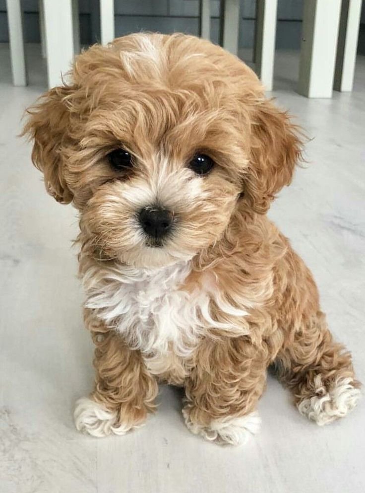 Milo the Maltipoo Puppy for Sale – Playful Adorable Companion