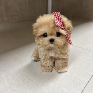 Cavapoo