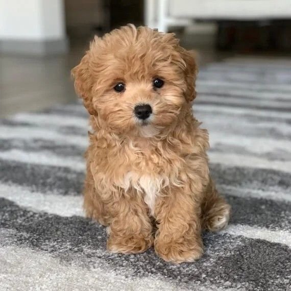 Sunny the Maltipoo Puppy for Sale – Happy Loving Companion