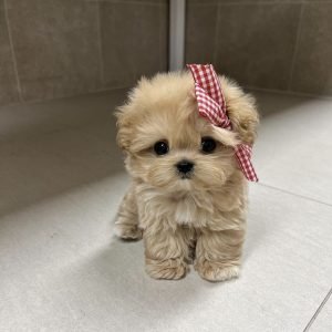 Yorkie Puppy