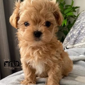 Pixie the Yorkie Puppy for Sale – Cute Adorable Companion