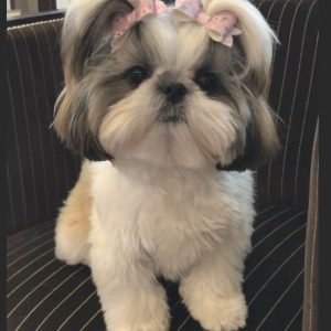 Sprocket the Shih Tzu Puppy for Sale – Energetic Adorable Companion