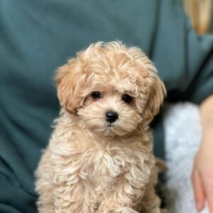 Maltipoo Puppy