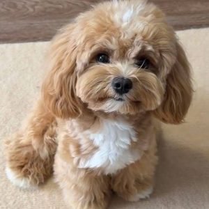 Shih Tzu Puppy