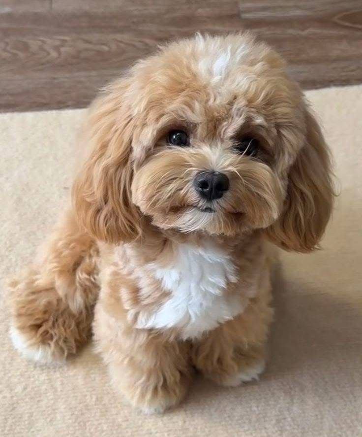 Shih Tzu Puppy