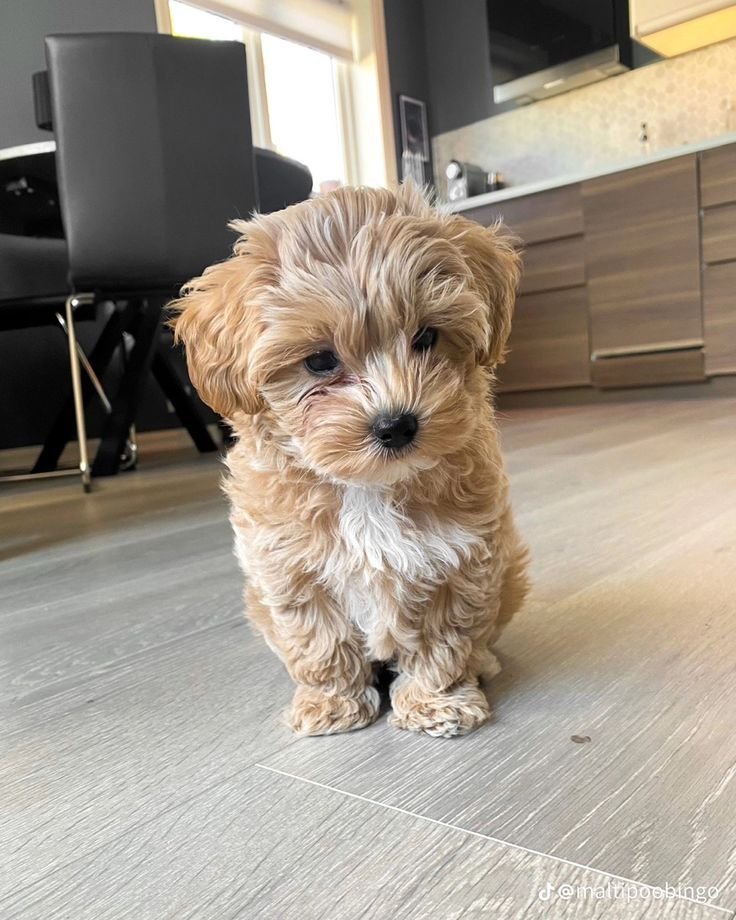 Maltipoo Puppy