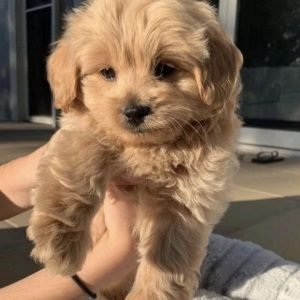 Shih Tzu Puppy