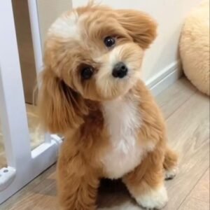 Maltipoo Puppy