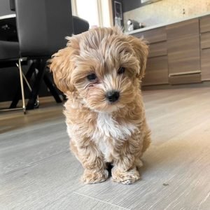 Munch the Shih Tzu Puppy for Sale – Adorable Loyal Companion
