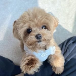 Glimmer the Poodle Puppy for Sale – Stunning Brilliant Companion