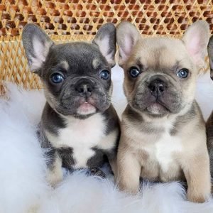 Mini Frenchie the French Bulldog Puppy for Sale – Cute Loving Companion