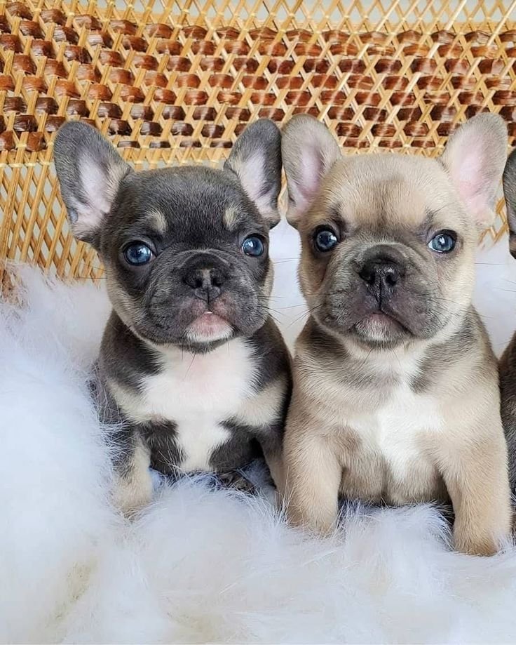 Mini Frenchie the French Bulldog Puppy for Sale – Cute Loving Companion