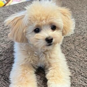 Icey the Maltese Puppy for Sale – Adorable Sweet Companion