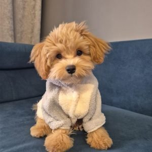 Doodle the Poodle Puppy for Sale – Smart Loyal Companion