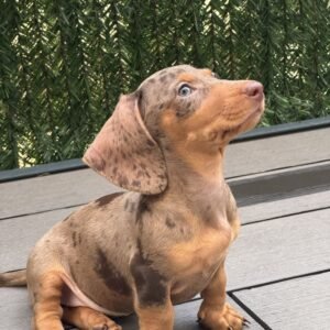 Dachshund Puppy