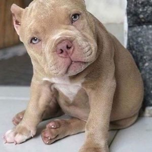 Rocky the French Bulldog Puppy for Sale – Bold Loyal Companion