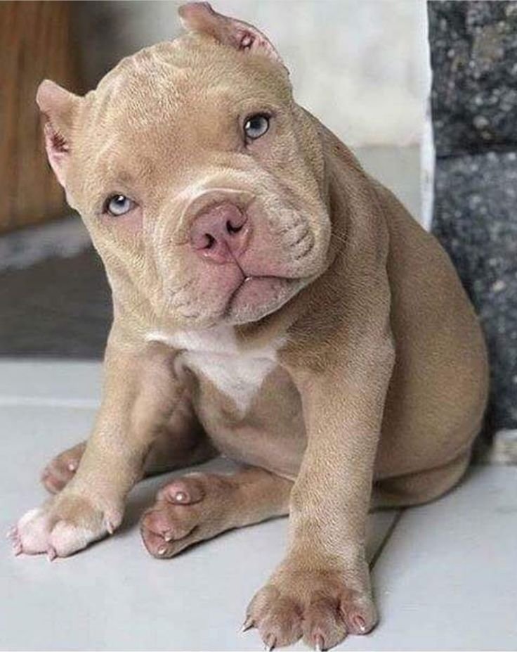 Rocky the French Bulldog Puppy for Sale – Bold Loyal Companion