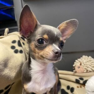 Chihuahua puppy