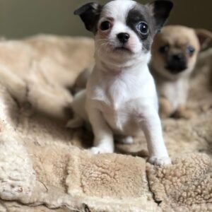 Chihuahua Puppy