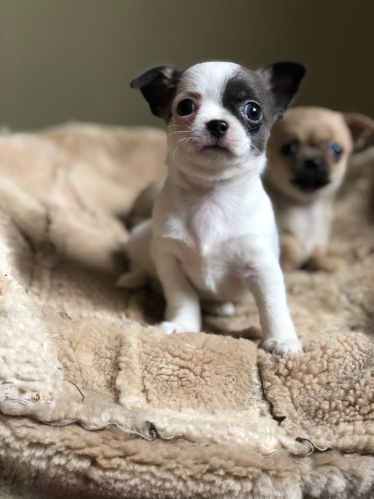 Chihuahua Puppy